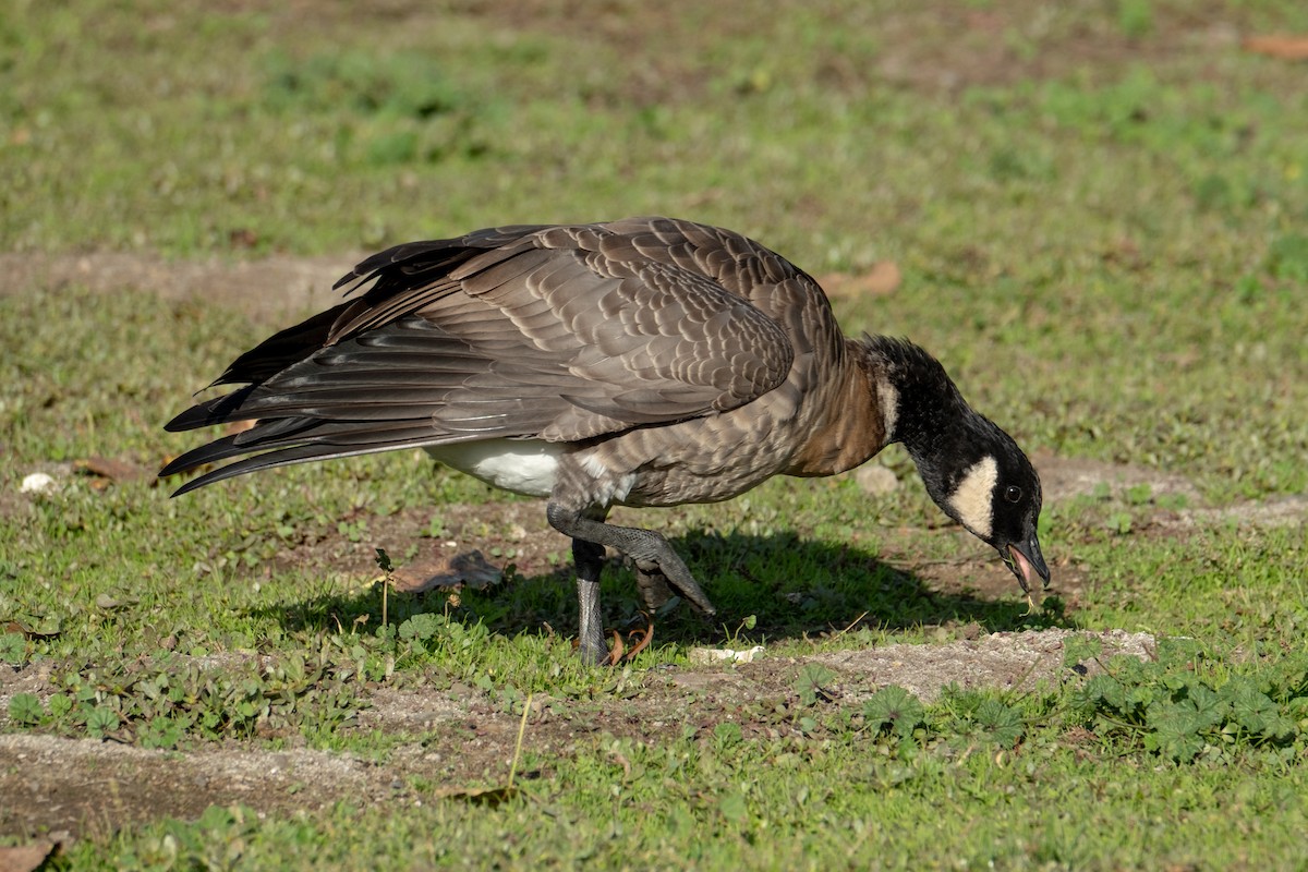 berneška malá - ML644828996