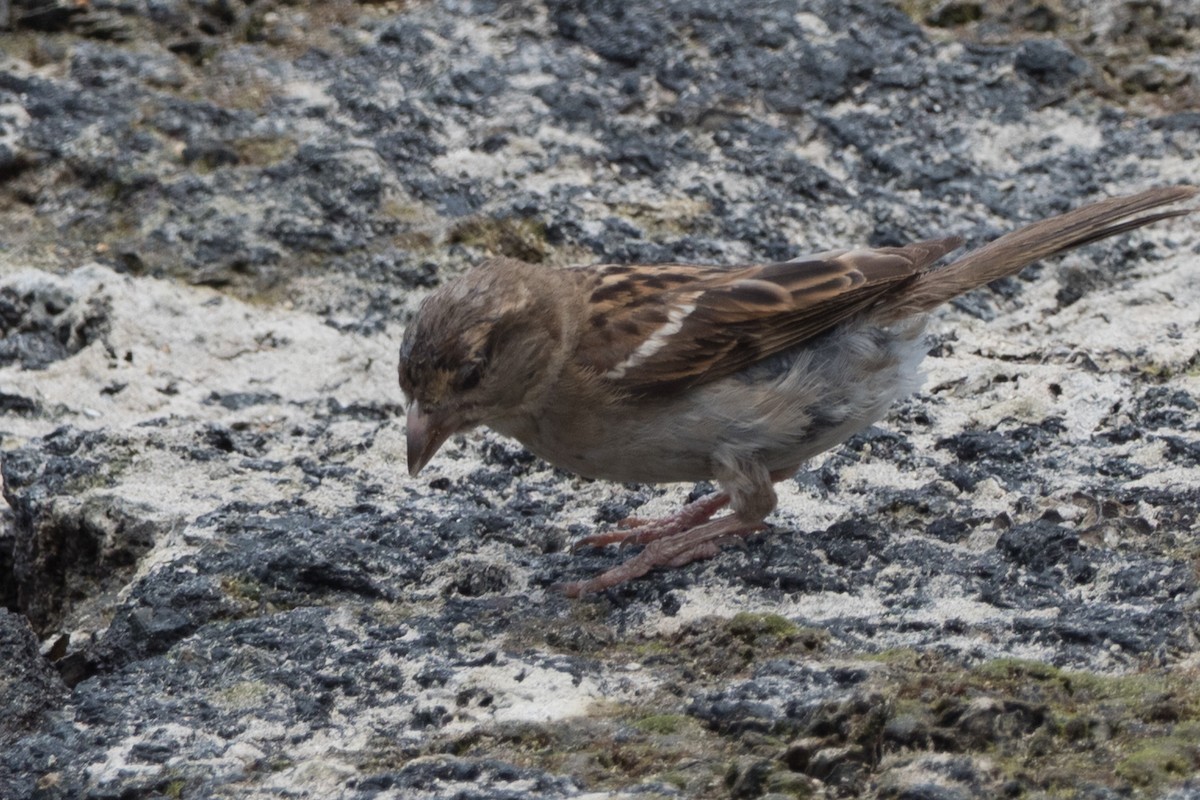 Gorrión Común - ML644828999