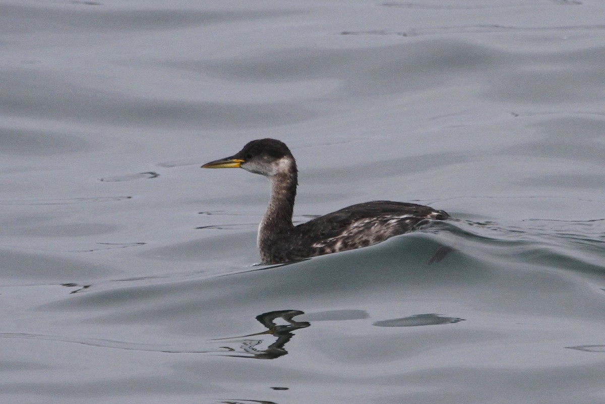 Somormujo Cuellirrojo - ML644829004