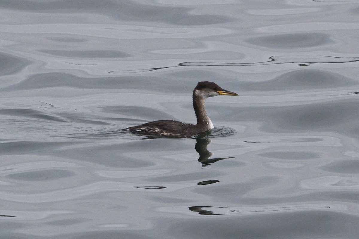 Somormujo Cuellirrojo - ML644829005