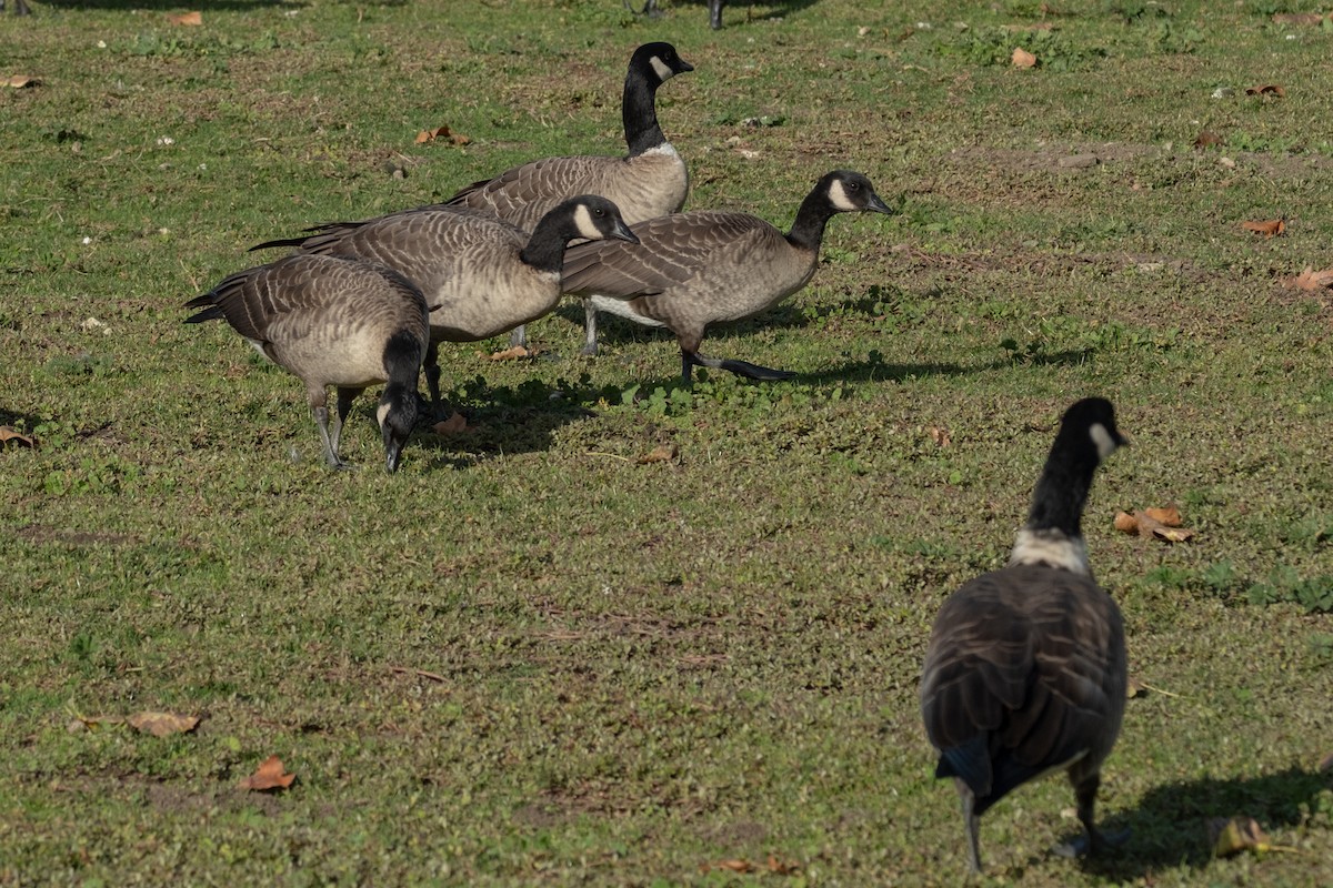 berneška malá - ML644829006