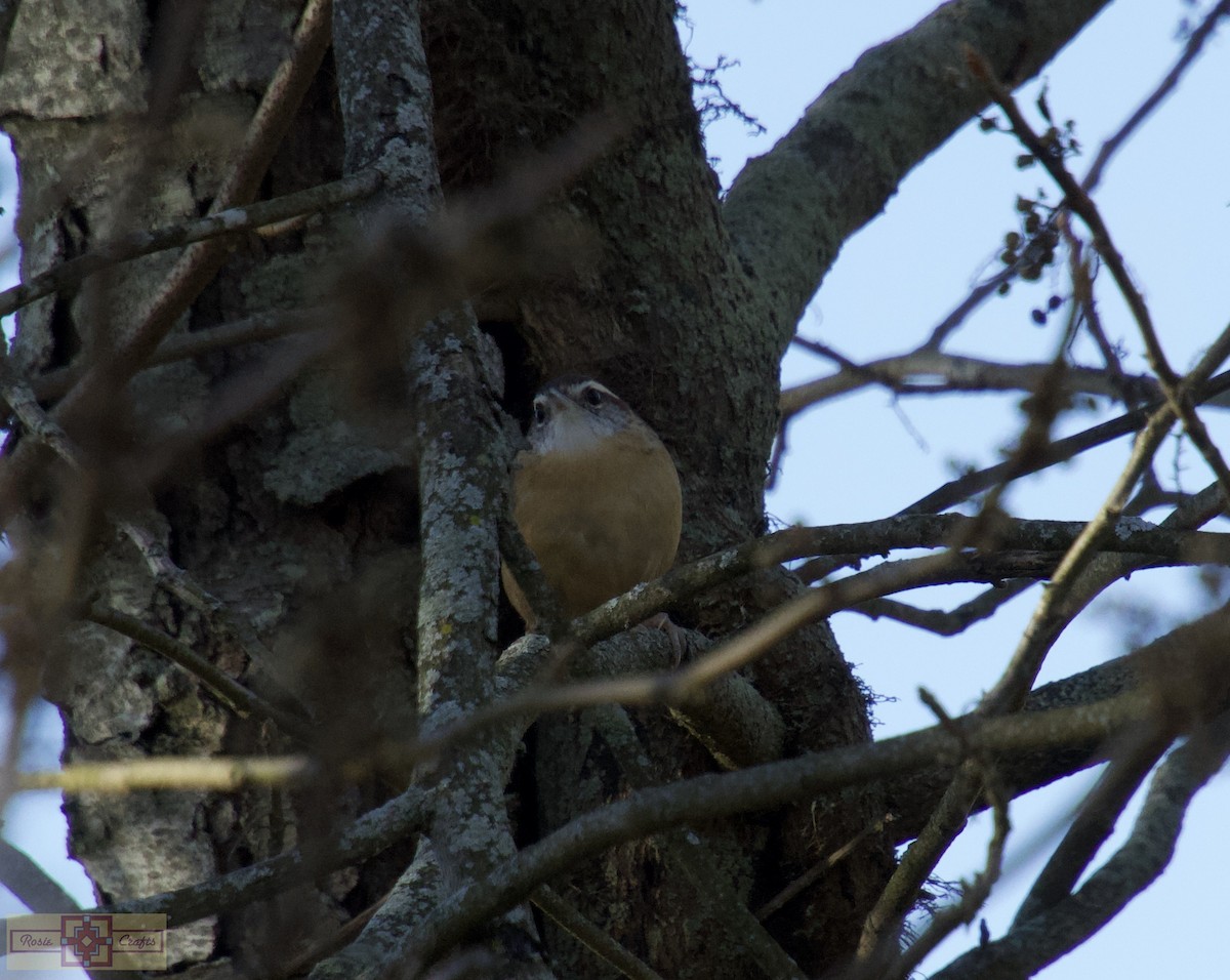 Carolina Wren - ML644829051