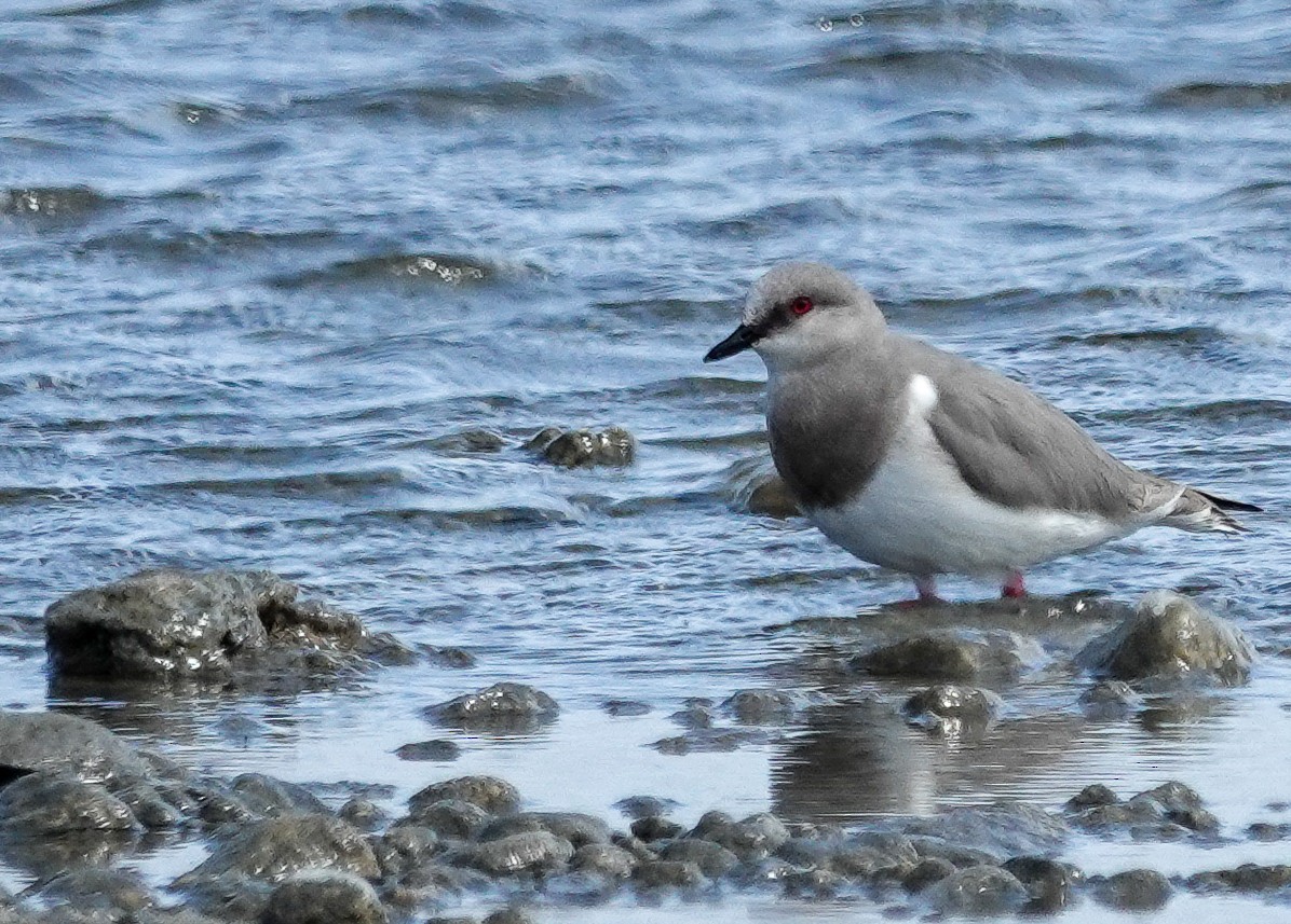 Магелланова ржанка - ML644829052