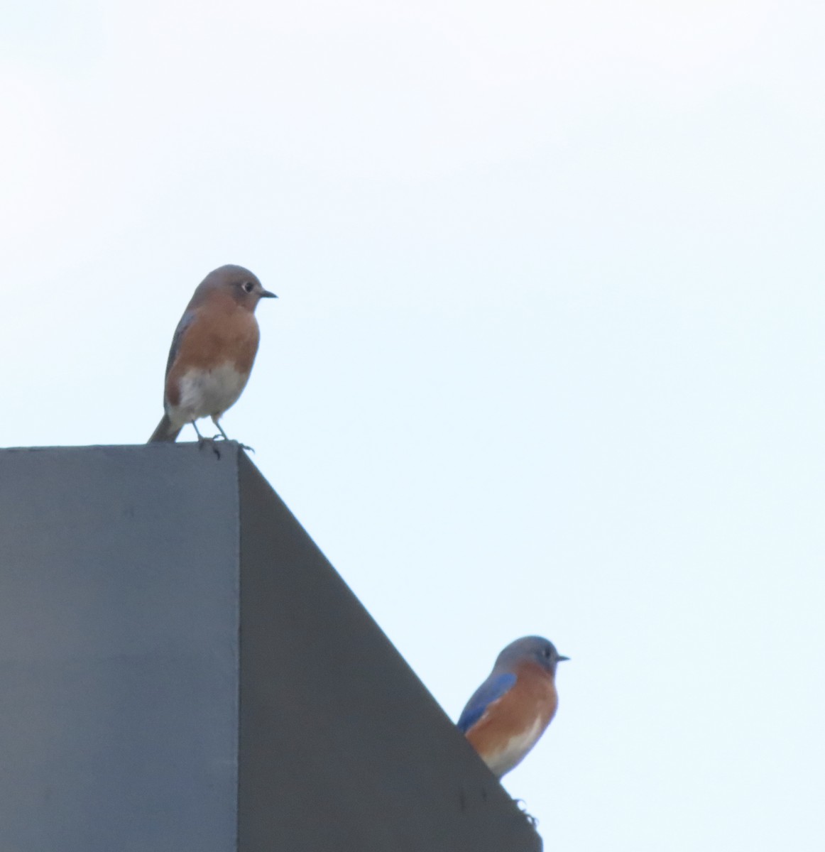 Блакитник східний - ML644829054