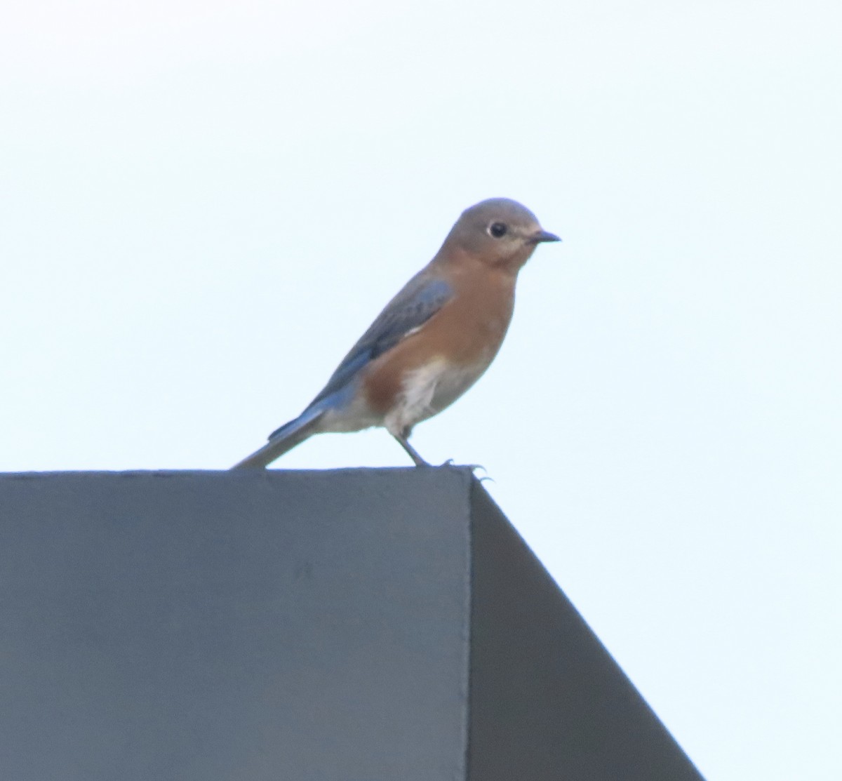 Блакитник східний - ML644829055