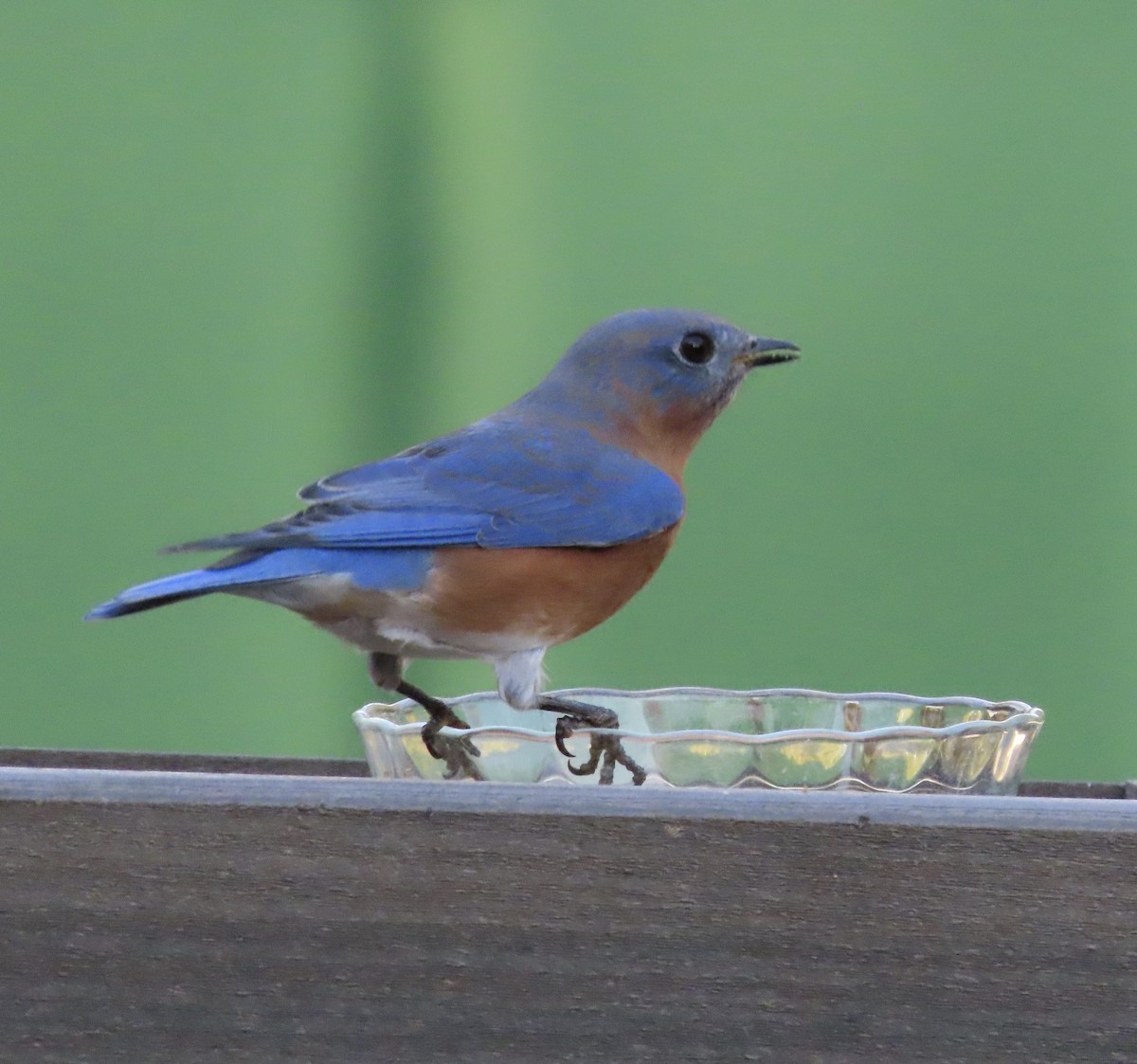 Блакитник східний - ML644829056