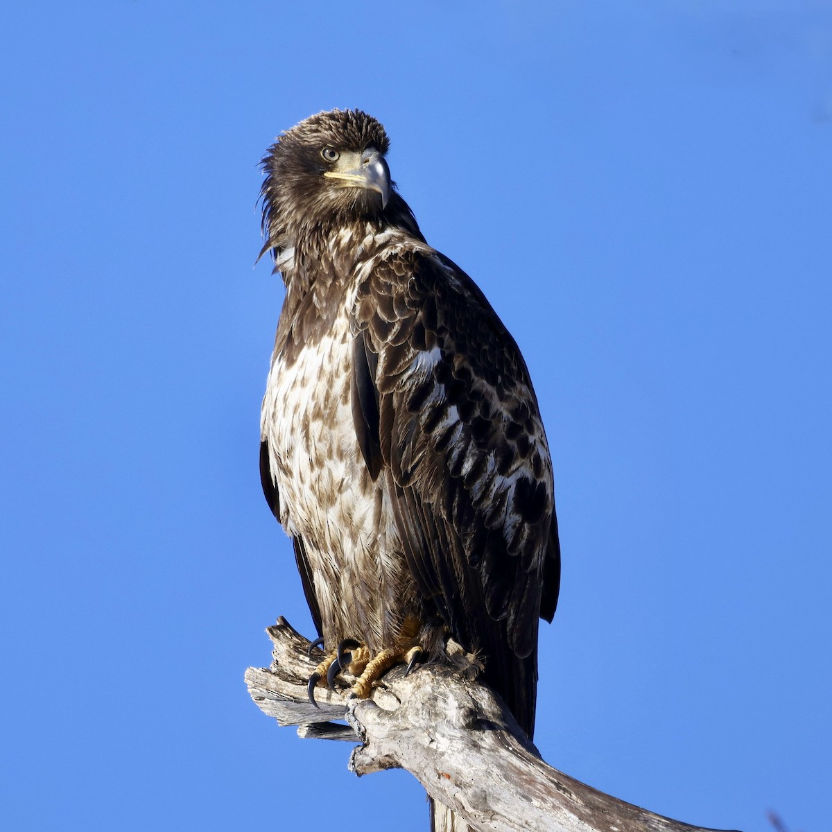 ハクトウワシ - ML644829063