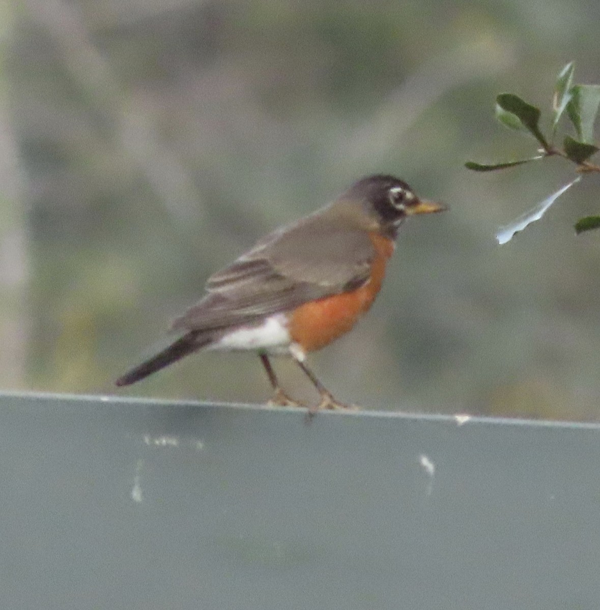 Странствующий дрозд - ML644829072