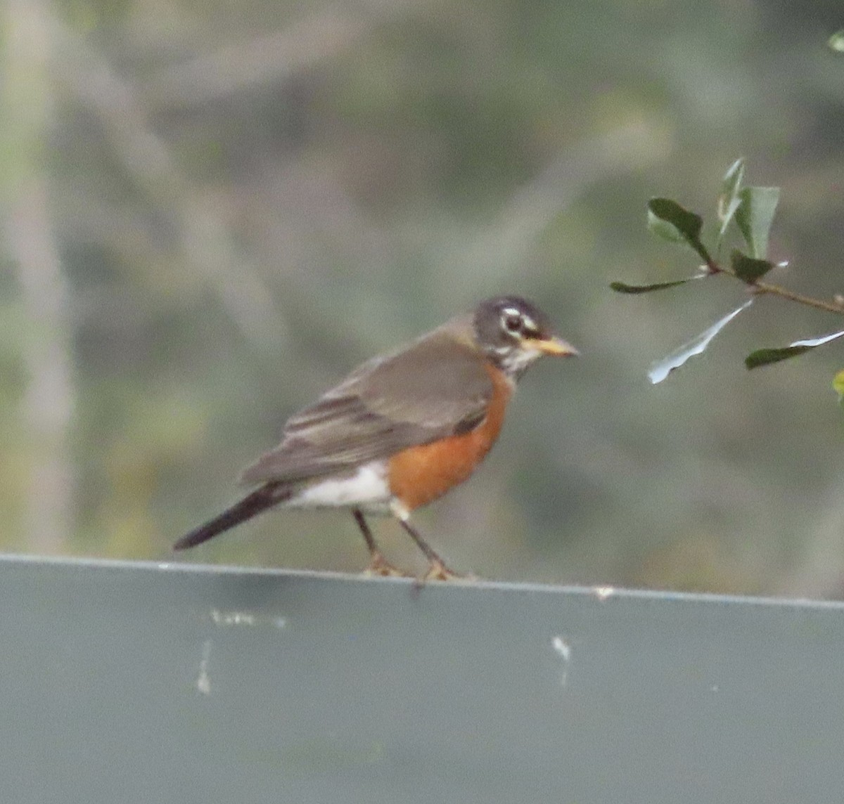 Странствующий дрозд - ML644829073