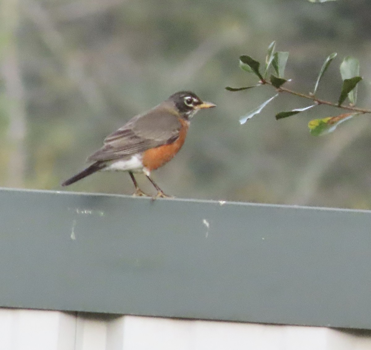 Странствующий дрозд - ML644829074