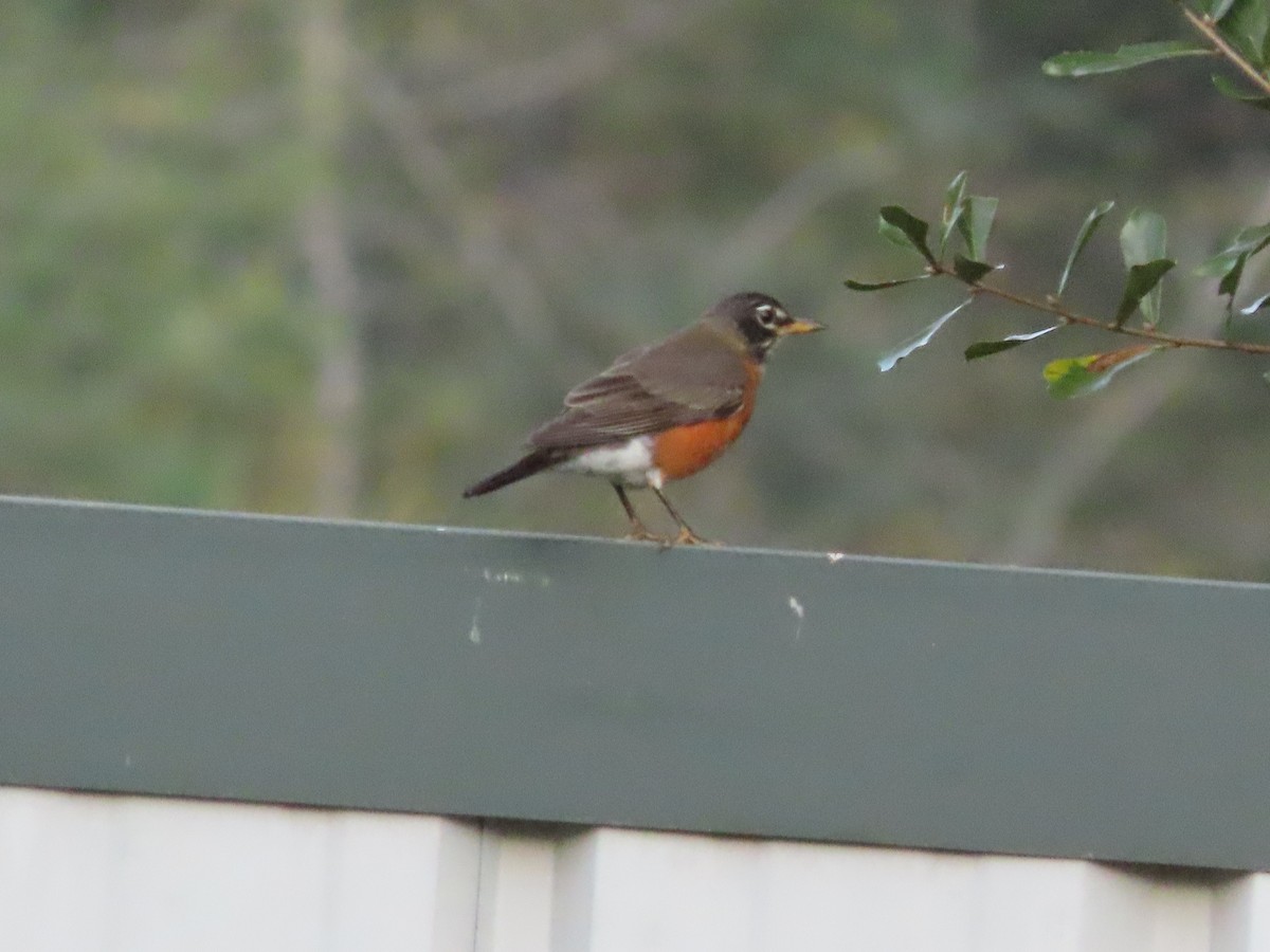 Странствующий дрозд - ML644829075