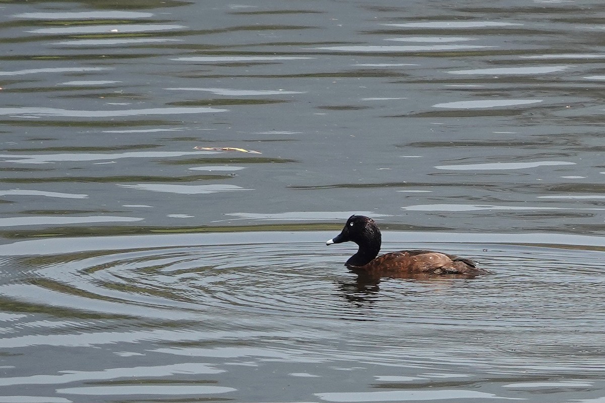 Hardhead - ML644829076