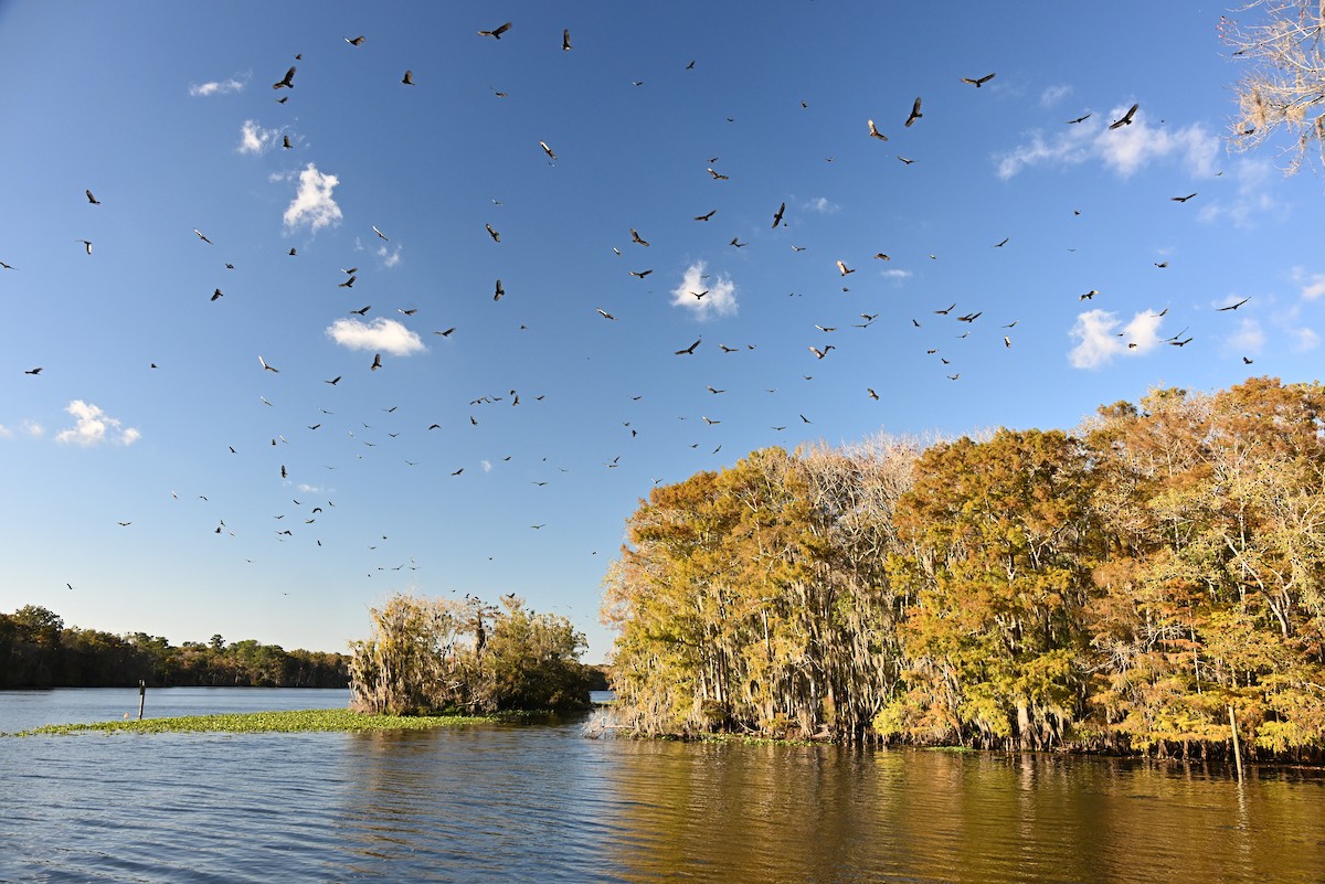 Turkey Vulture - ML644829090