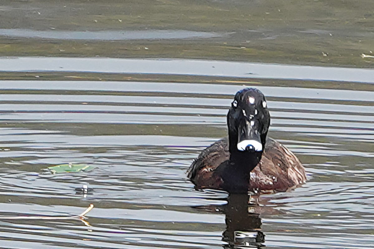 Hardhead - ML644829093