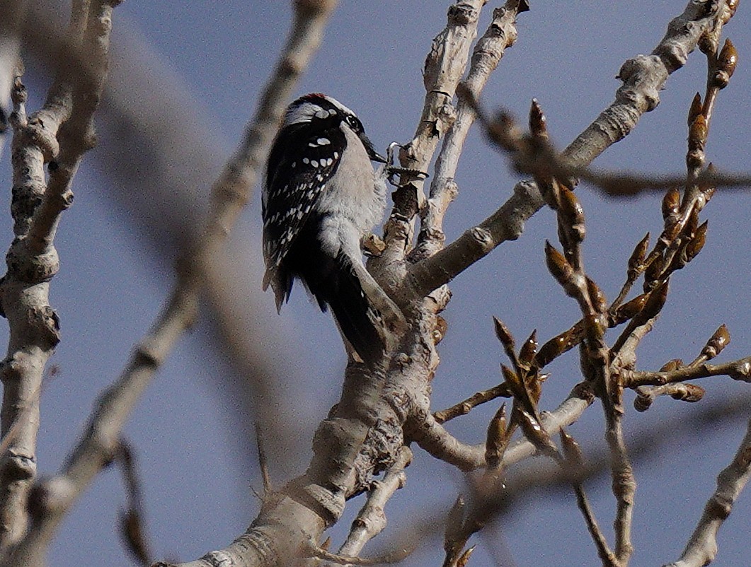 strakapoud osikový - ML644829109