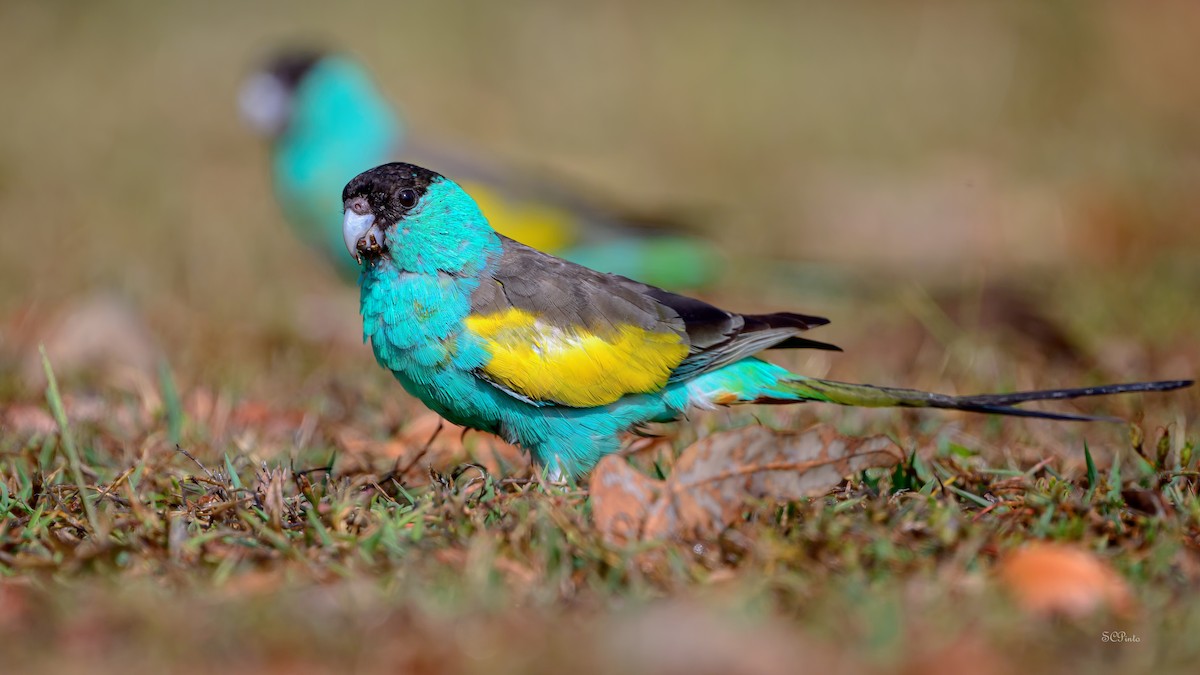 ヒスイインコ - ML644829110