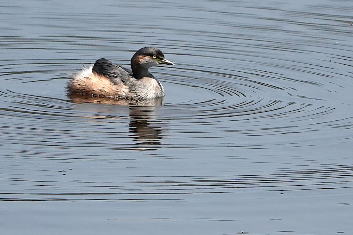 Australasian Grebe - ML644829112