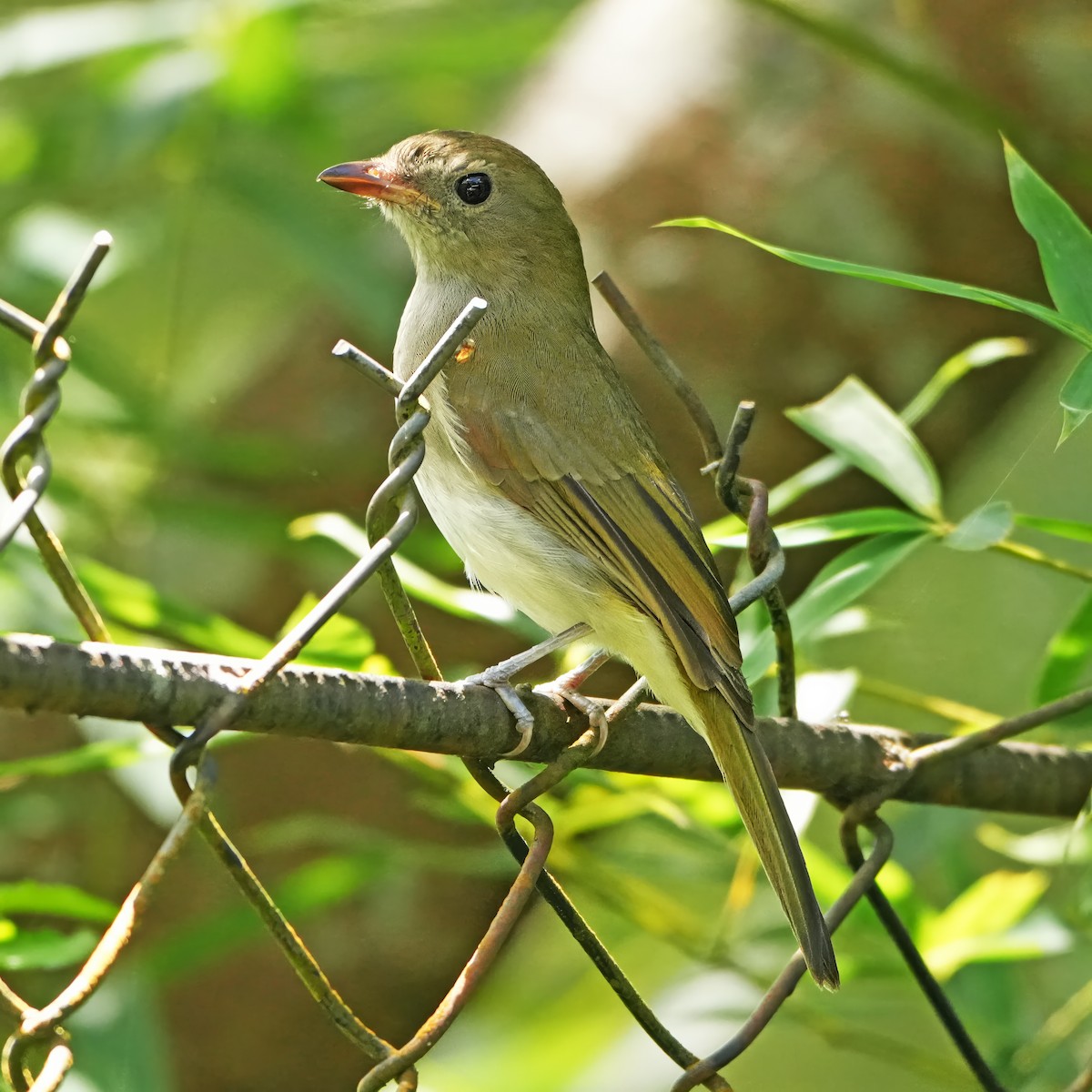 Green-backed Whistler - ML644829134