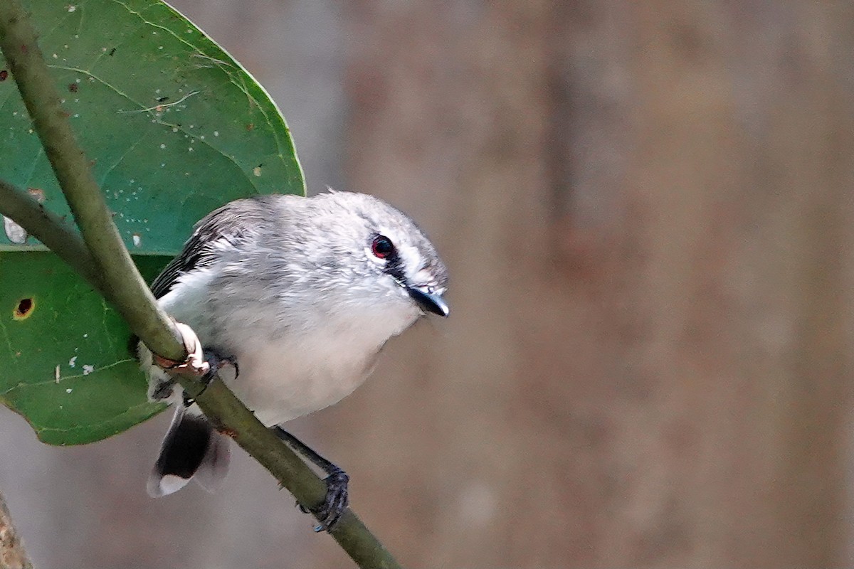 チャイロセンニョムシクイ - ML644829151