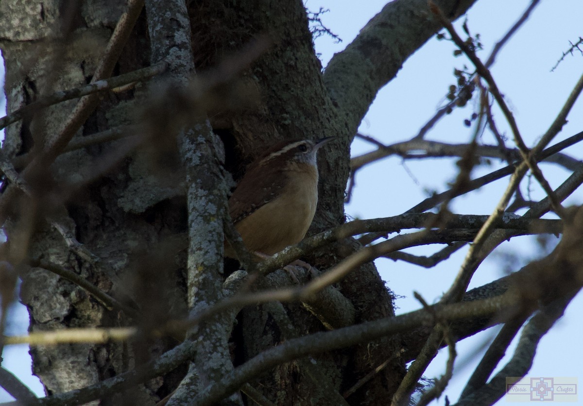 Carolina Wren - ML644829166