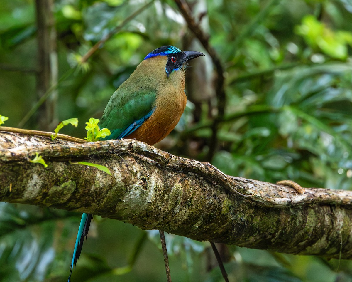 Whooping Motmot (Whooping) - ML644829189