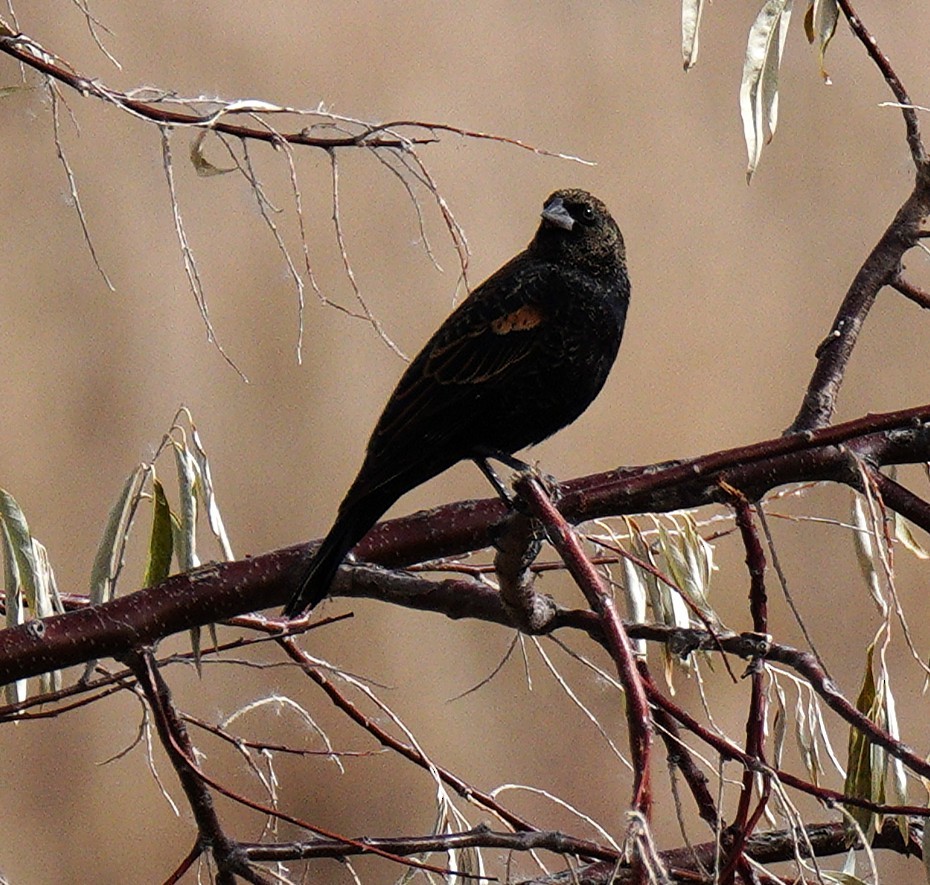 vlhovec červenokřídlý - ML644829191