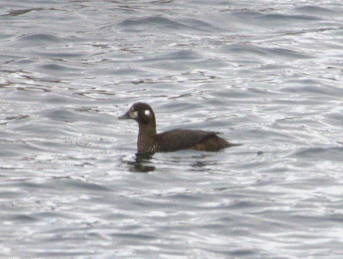 Harlequin Duck - ML644829198