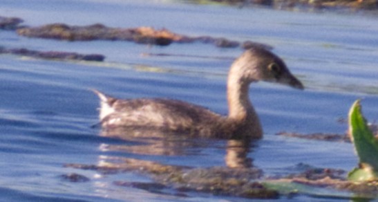 Pied-billed Grebe - ML644829203