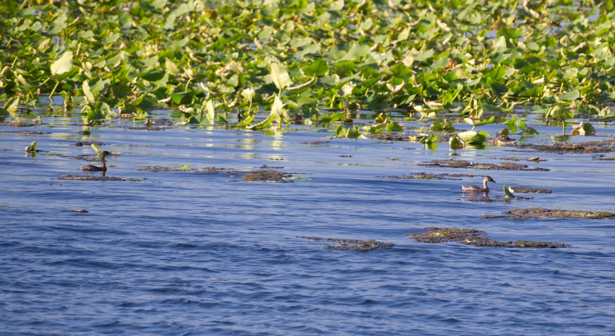 Pied-billed Grebe - ML644829204