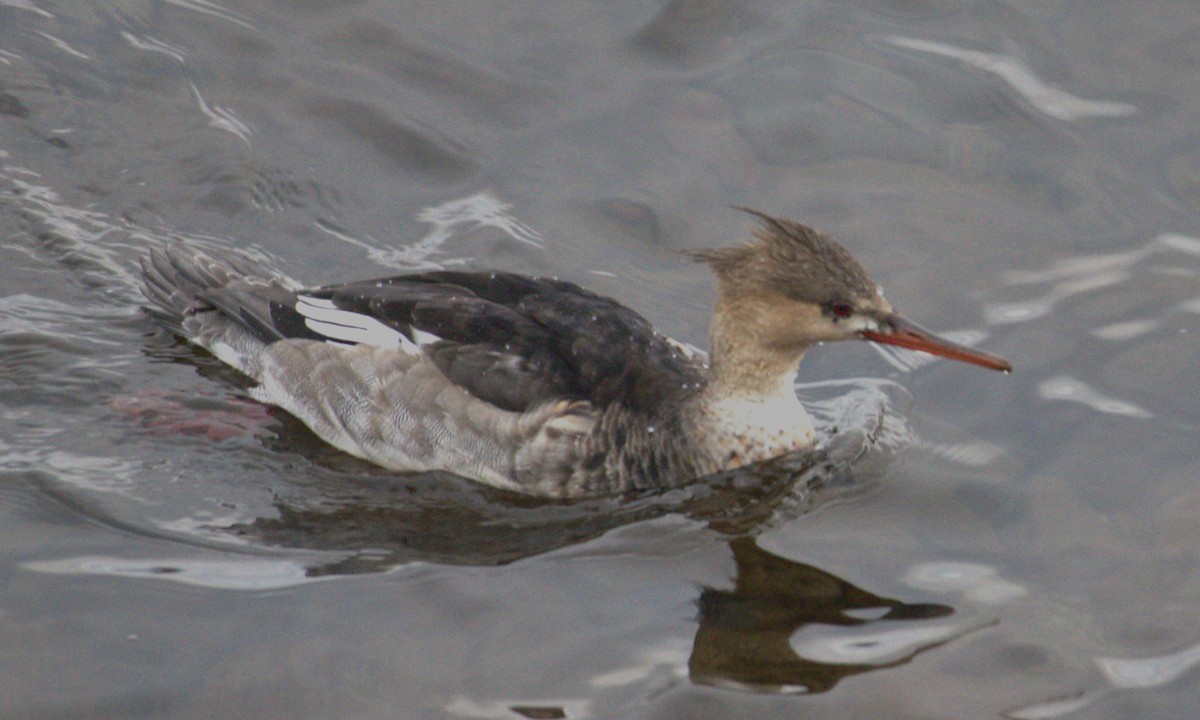 Red-breasted Merganser - ML644829205