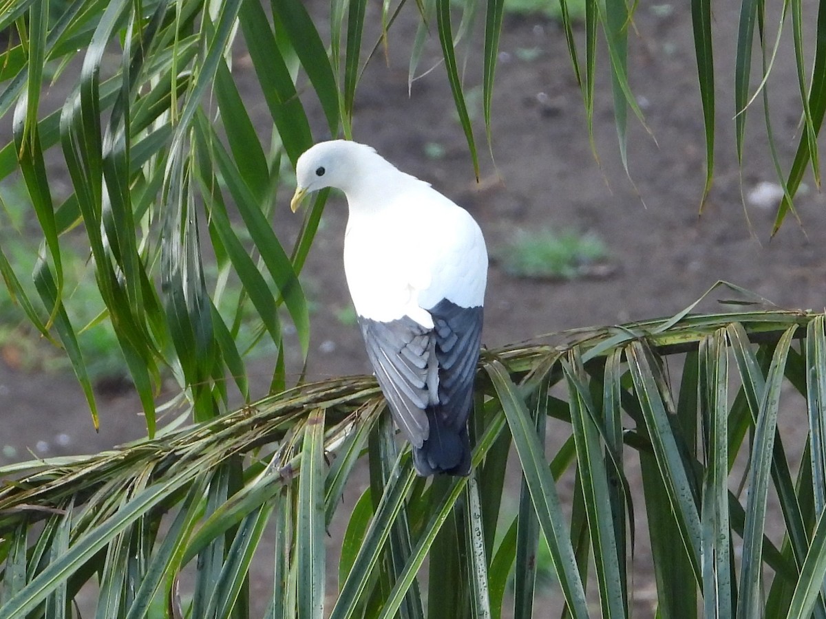 Torresian Imperial-Pigeon - ML644829223