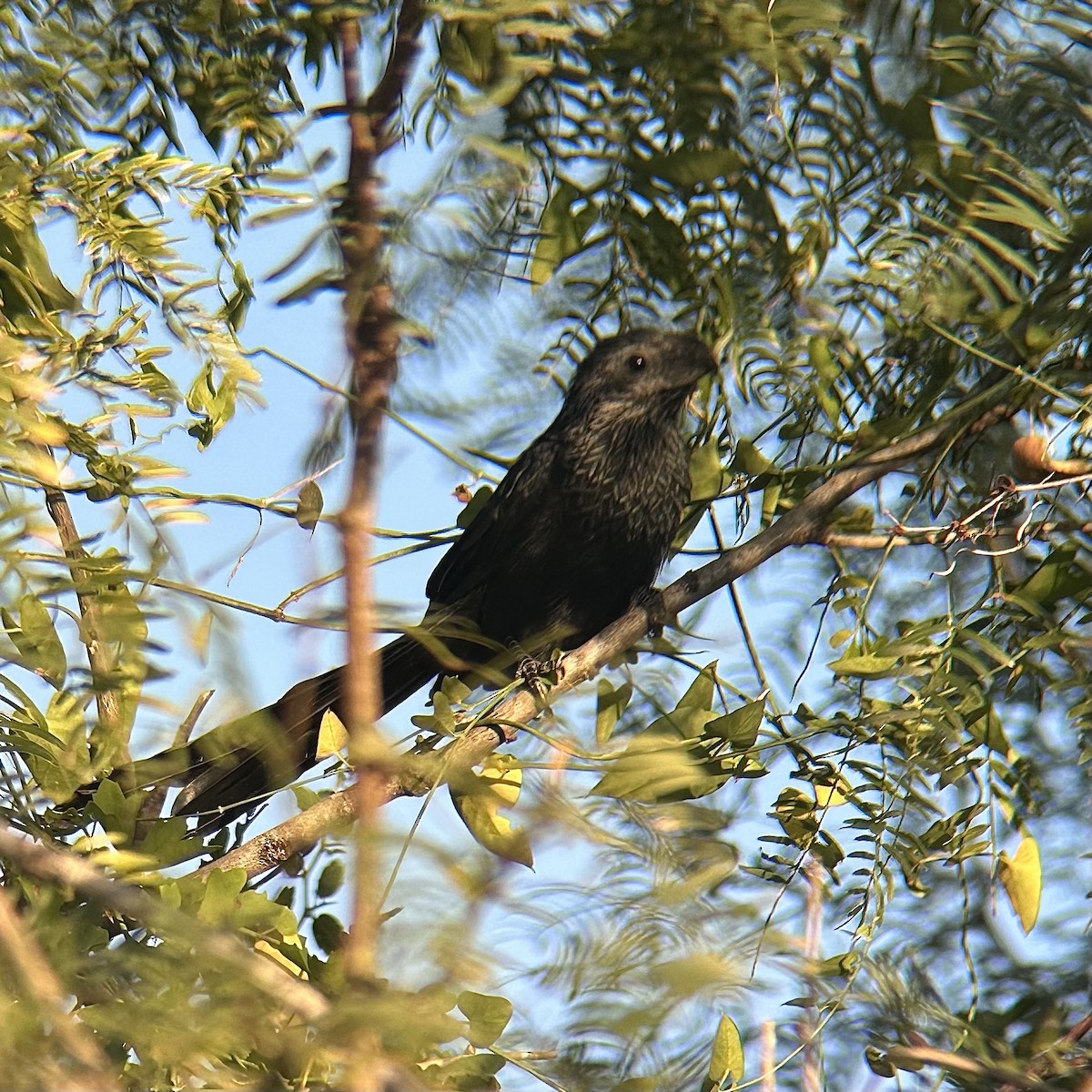 Groove-billed Ani - ML644829226