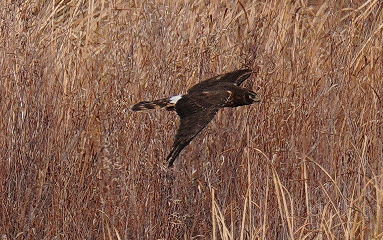 moták severoamerický - ML644829227