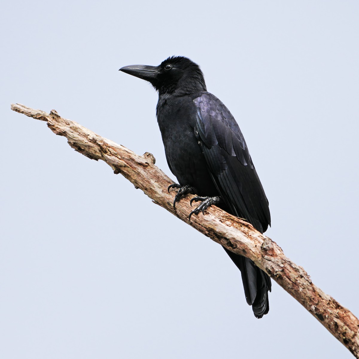 Philippine Jungle Crow - ML644829229