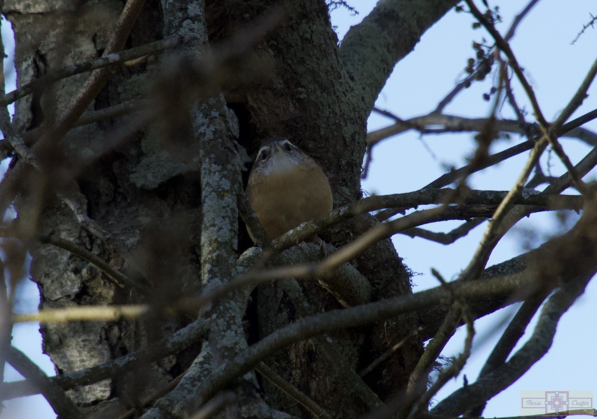 Carolina Wren - ML644829231