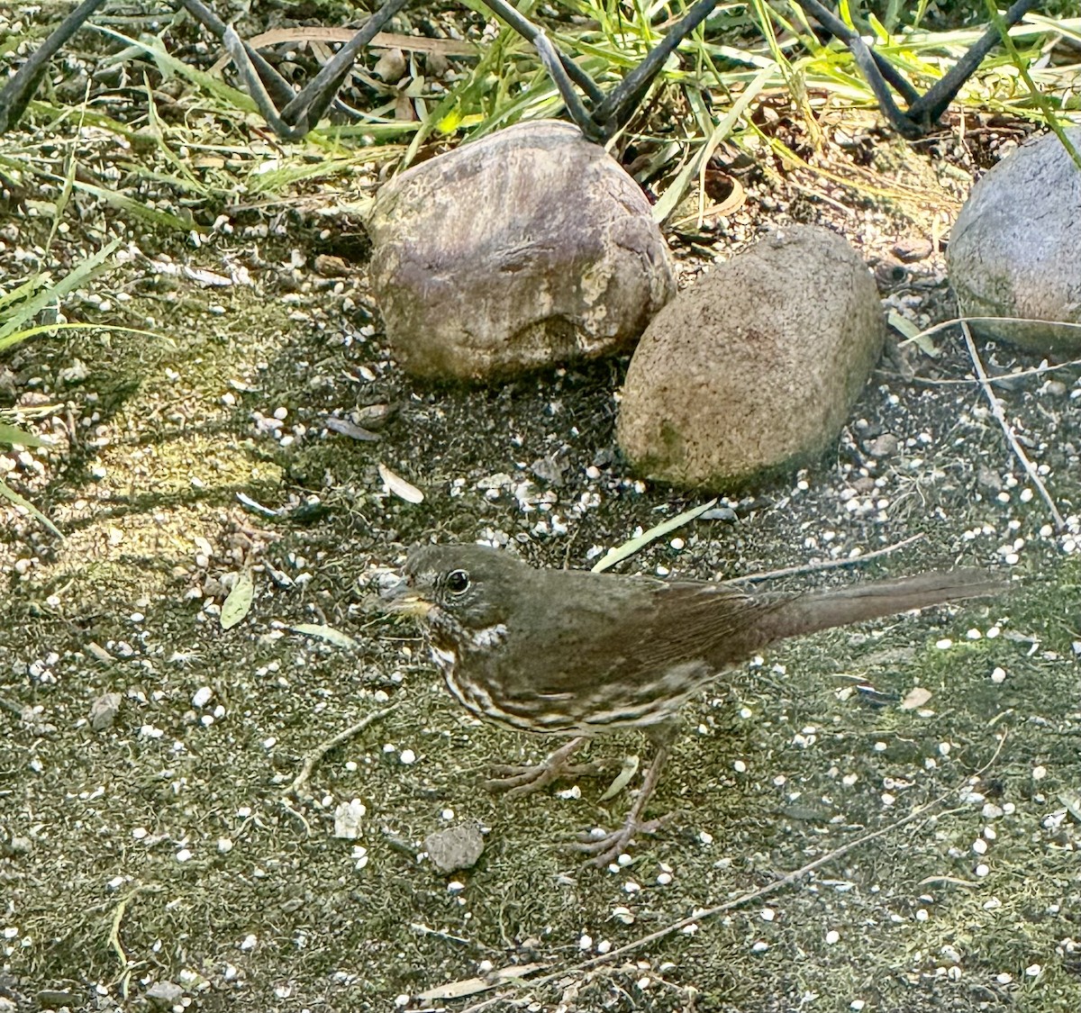 Fox Sparrow - ML644829245