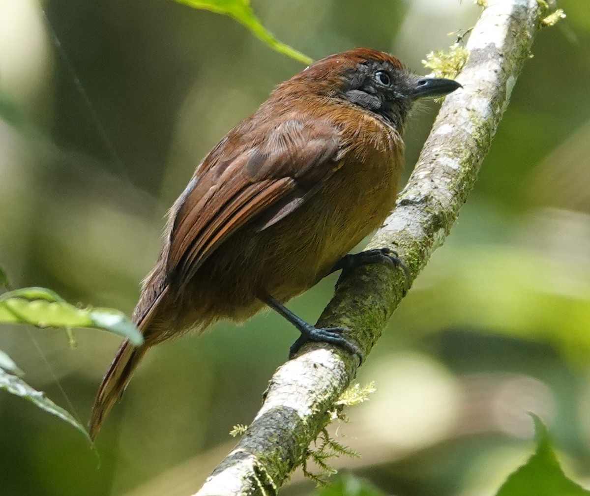 Uniform Antshrike - ML644829252