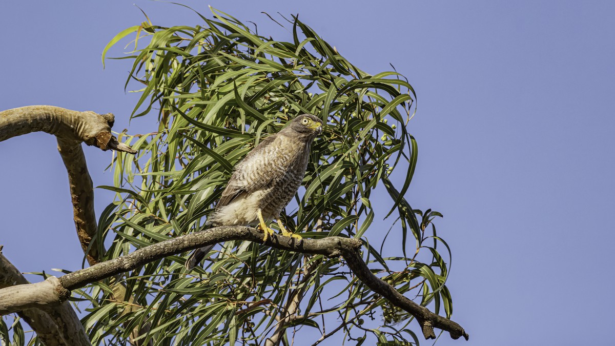 káně krahujová - ML644829255