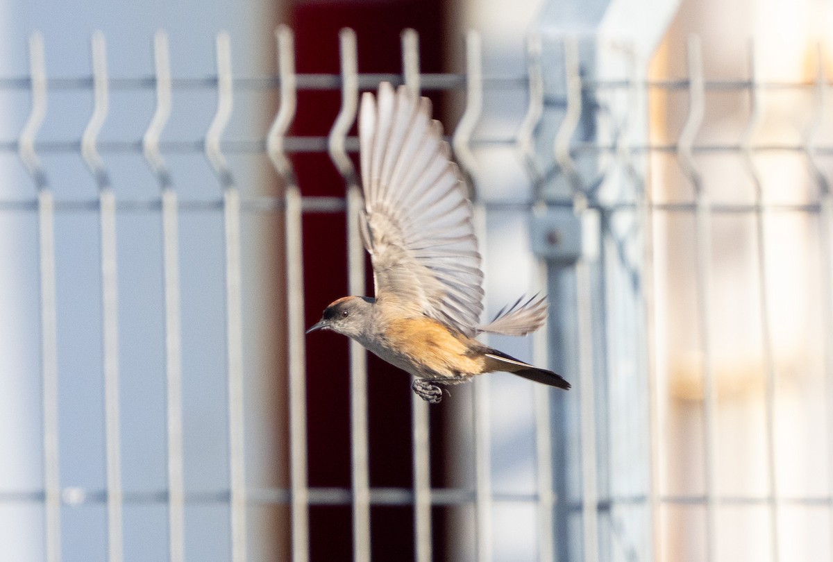 kanelmarktyrann - ML644829262