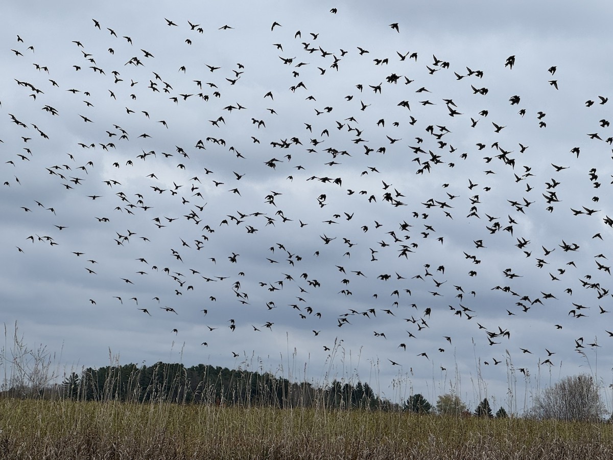 European Starling - ML644829281