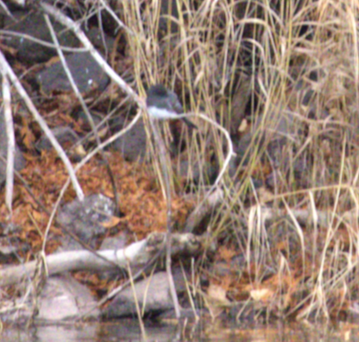 Black Phoebe - ML644829284