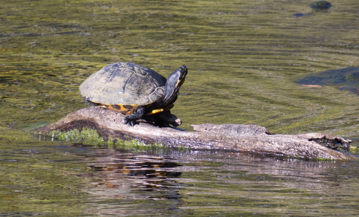 Coastal Plain Cooter - ML644829286