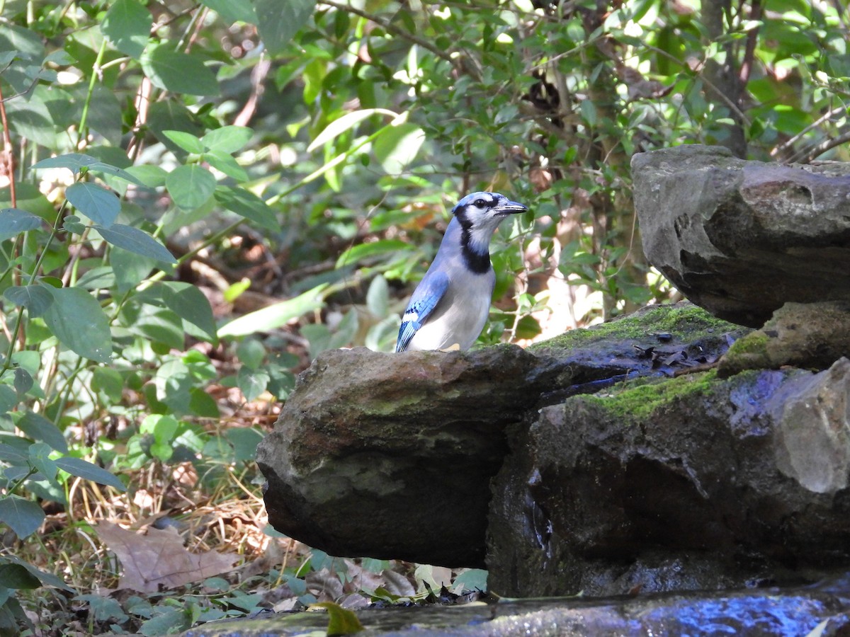 Blue Jay - ML644829287