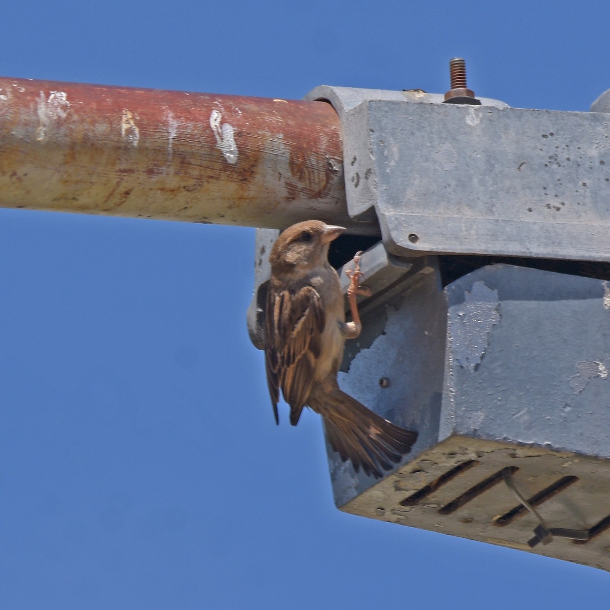 Gorrión Común - ML644829292