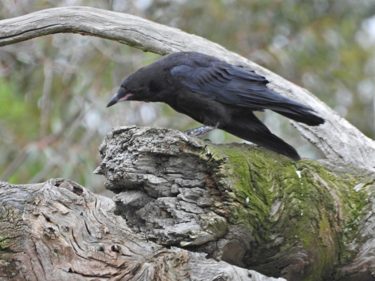 ミナミコワタリガラス - ML644829298