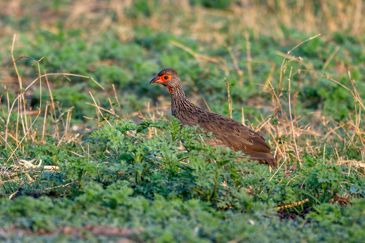 Свенсонов франколин - ML644829308
