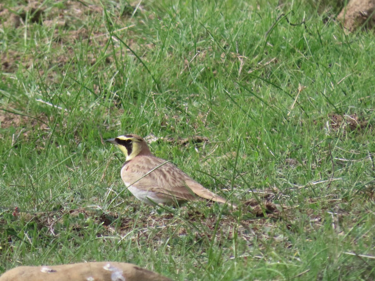 Horned Lark - ML644829309