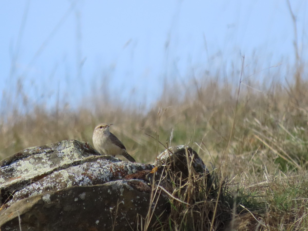 Rock Wren - ML644829316