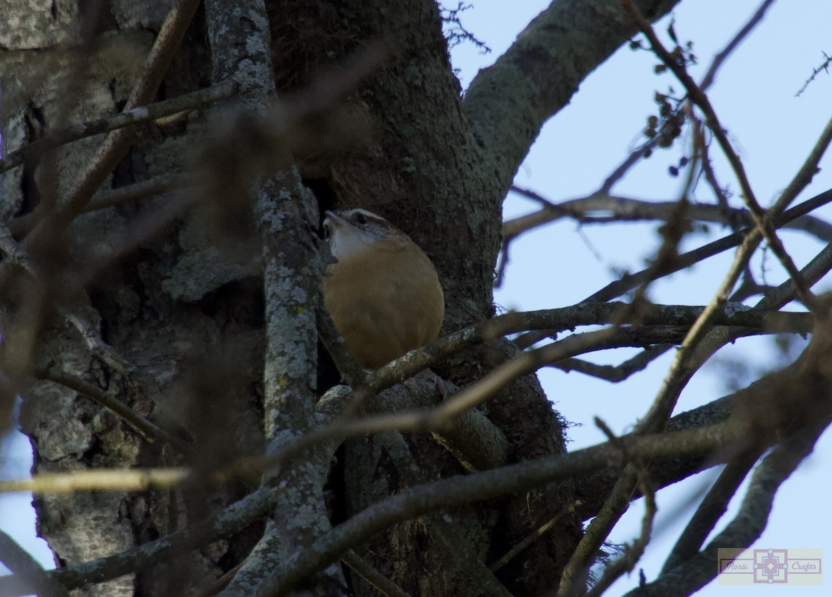 Carolina Wren - ML644829317