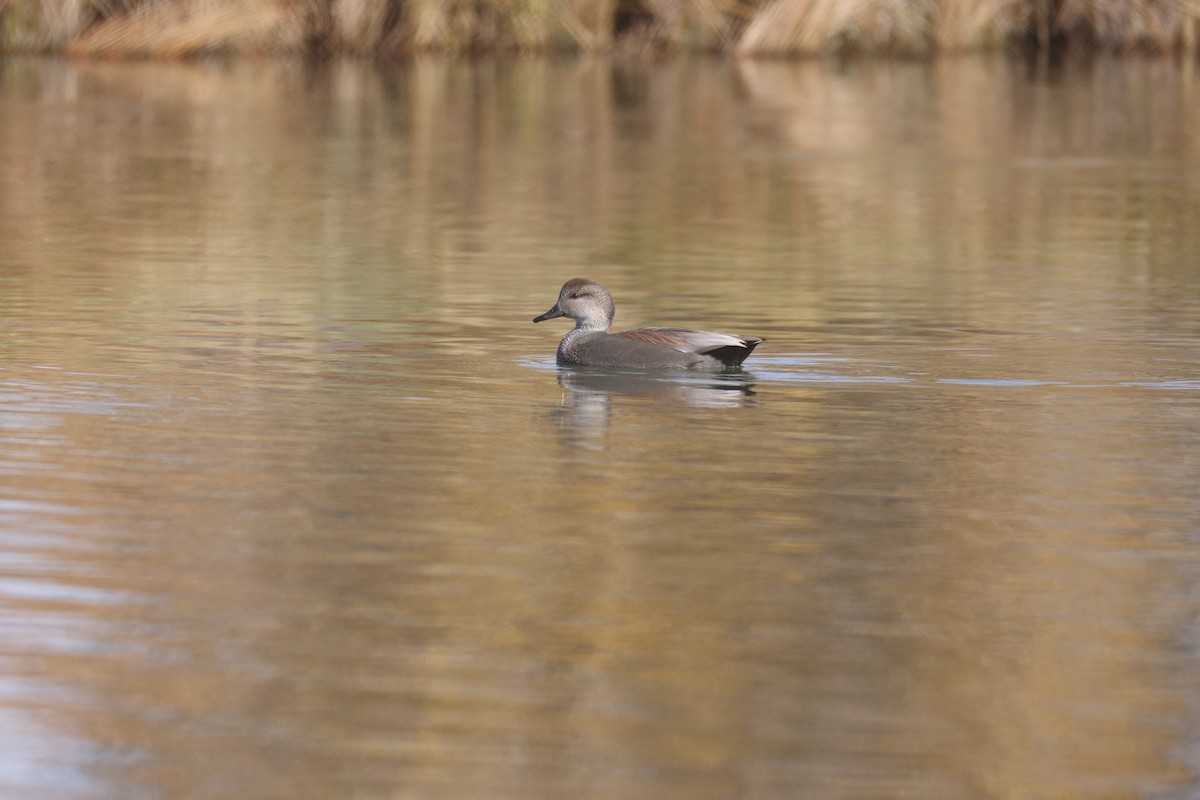 Серая утка - ML644829318